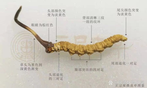 中药肠炎宁胶囊-中药 肠炎宁网 - 网站提供中药肠炎宁方剂的不良反应有哪些小常识、中药肠炎宁胶囊